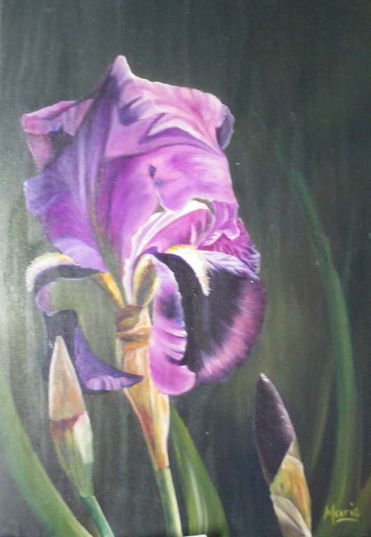 iris-violet-B.jpg